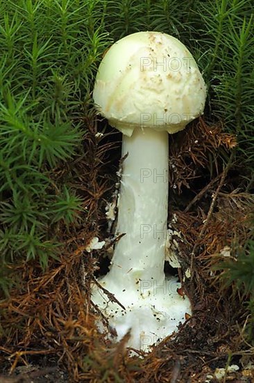 False death cap