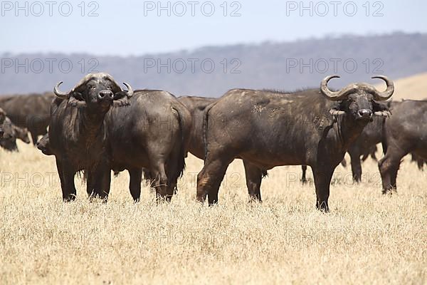 A herd of african buffalo