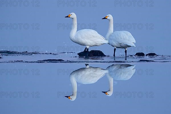 Tundra swan