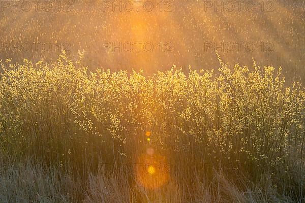 Sunrise at Duemmer