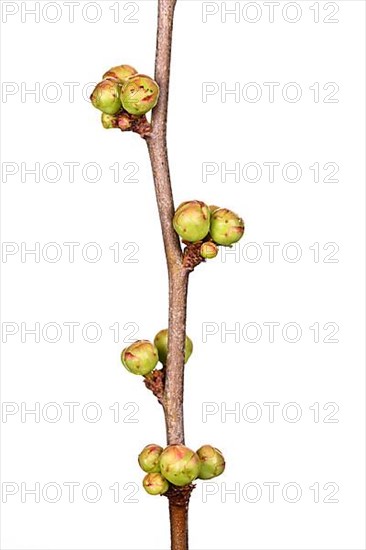 Ornamental quince