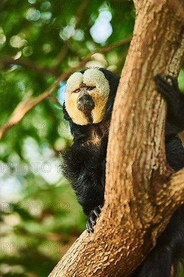 White-faced saki