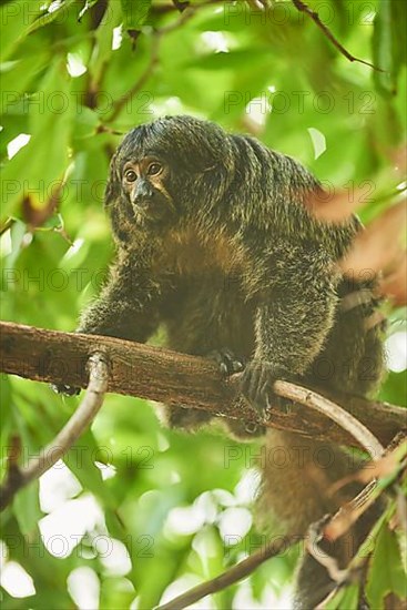 White-faced saki