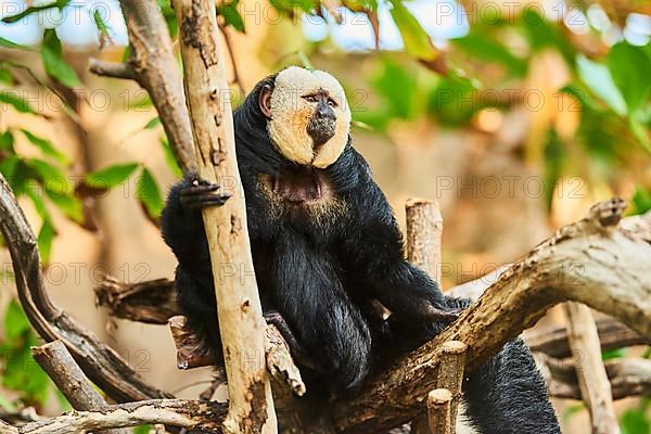 White-faced saki