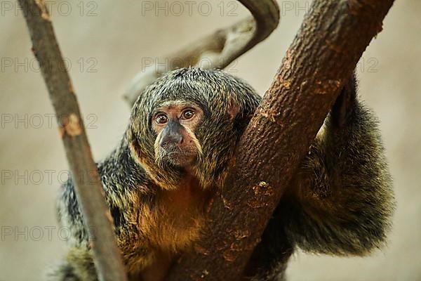 White-faced saki