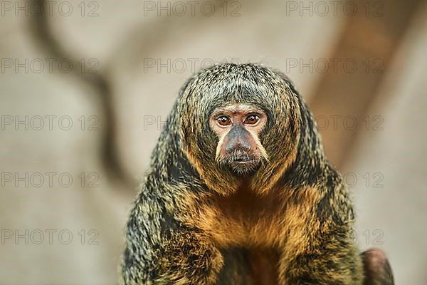 White-faced saki