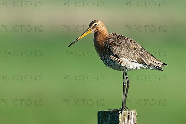 Black-tailed Godwit