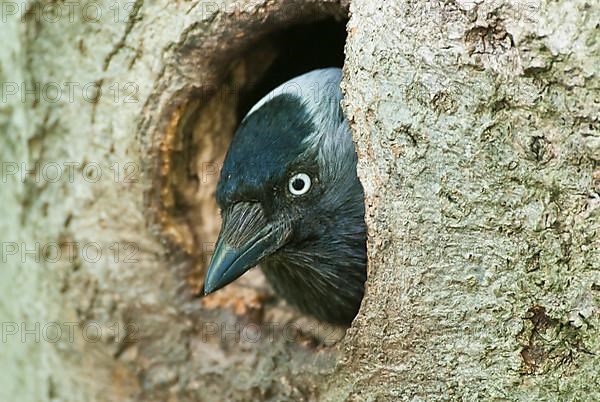 Western jackdaw