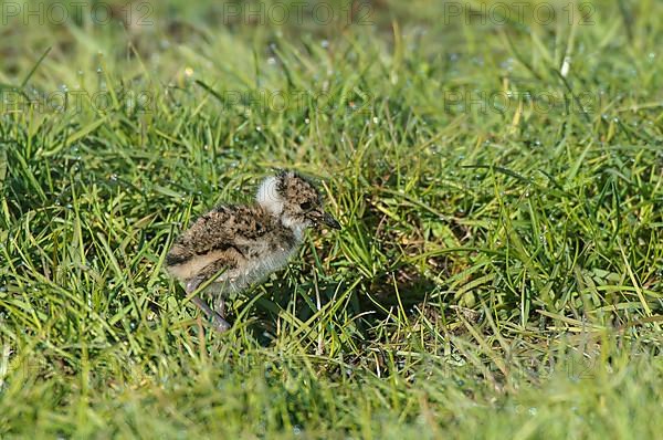 Northern lapwing