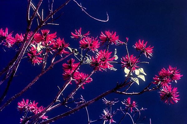 Flowering tree in Munnar