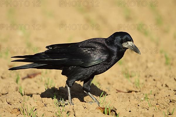 Rook