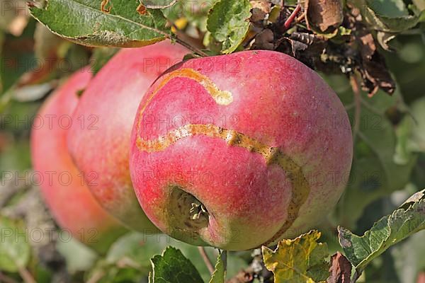 Three ripe red apples on a tree with s-shaped scar in Naurod