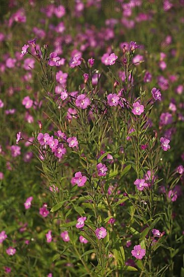 Shaggy willowherb