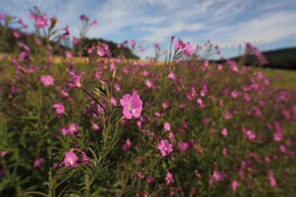 Shaggy willowherb
