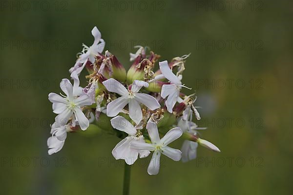 Common soapwort