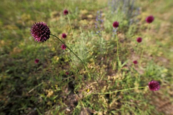 Spherical-headed leek