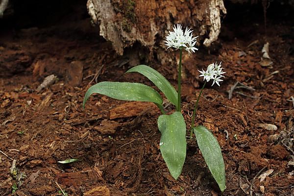 Wild garlic