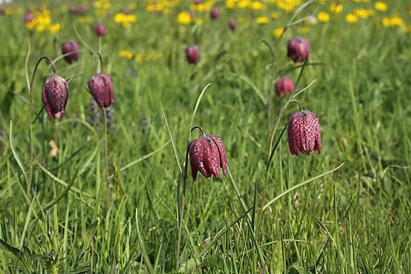 Flower meadow with snake's head fritillaries