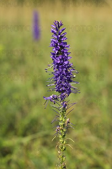 Detail of spiked speedwell