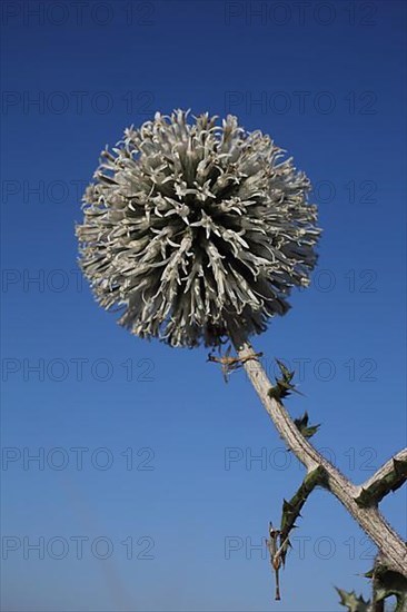 Ball thistle