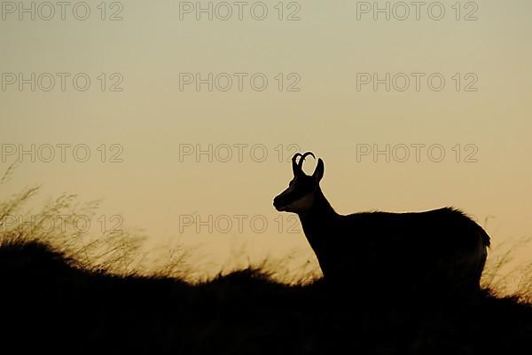 Silhouette of chamois