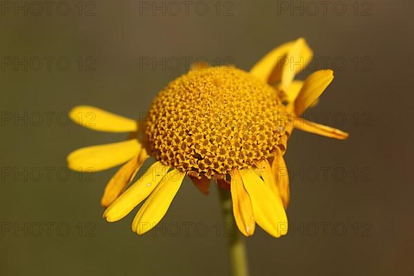 Basket with missing crown leaves of the golden marguerite