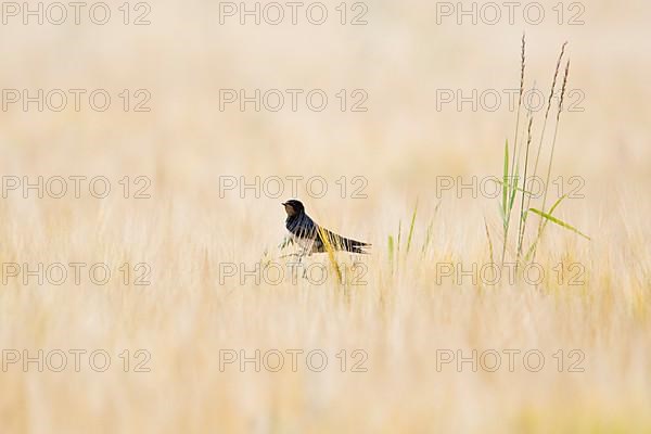 Barn swallow
