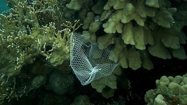 Discarded kitchen plastic storage net shopping hang down of coral reef. Plastic pollution of the ocean. Plastic mesh bag hanging on a beautiful coral reef. Red sea