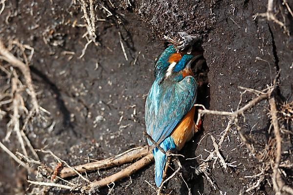 Kingfisher