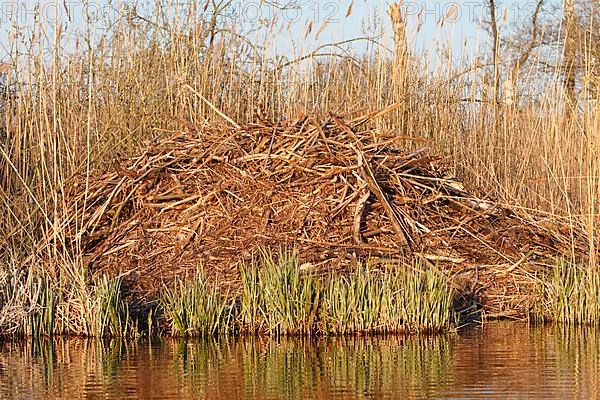 Beaver
