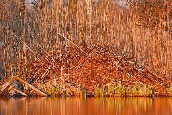 Beaver