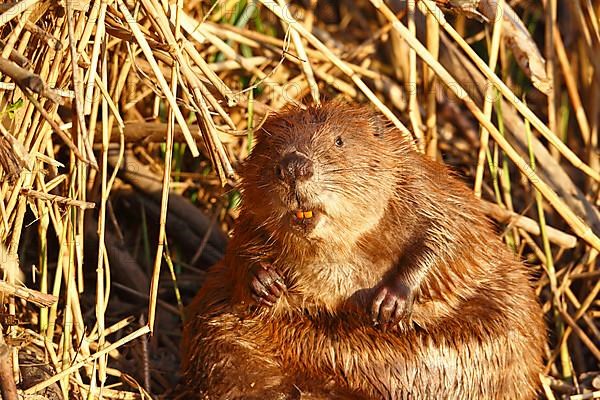 Beaver
