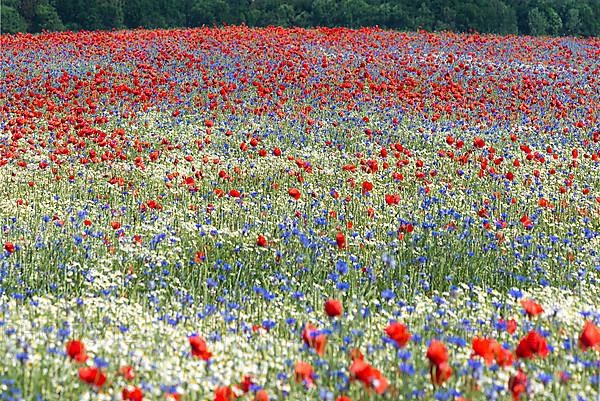 Field with flowering poppy flowers