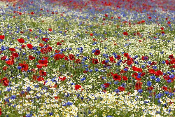 Field with flowering poppy flowers