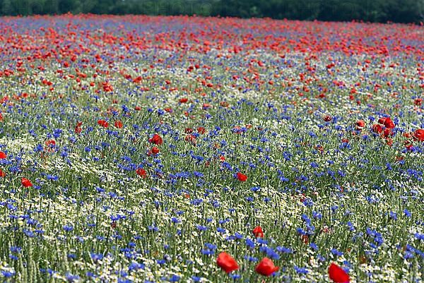 Field with flowering poppy flowers