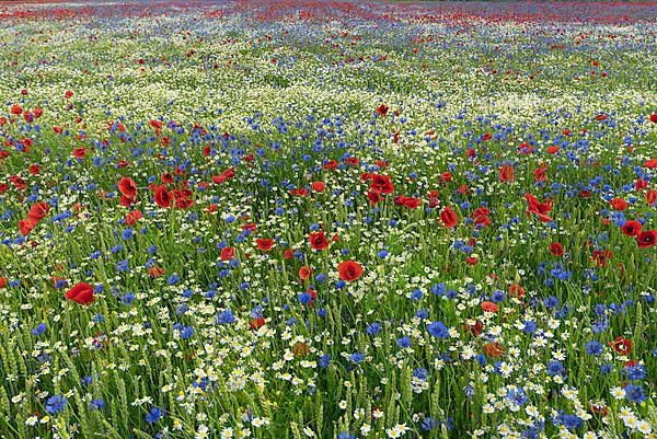Field with flowering poppy flowers
