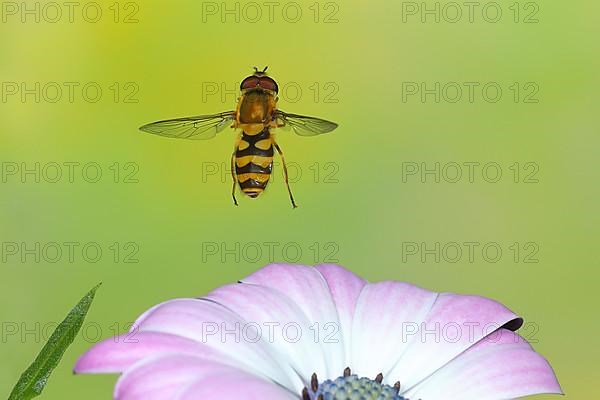 Grove hoverfly