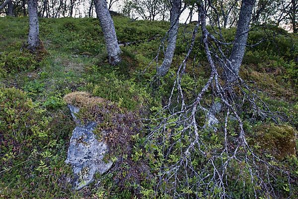 Morning light in the birch forest