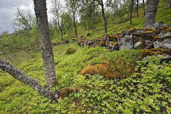 Birch