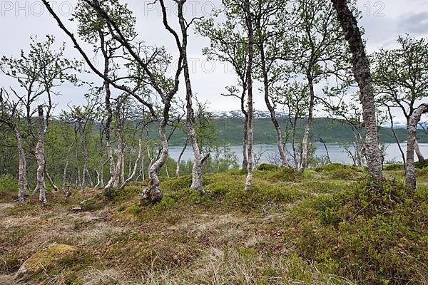 Birch