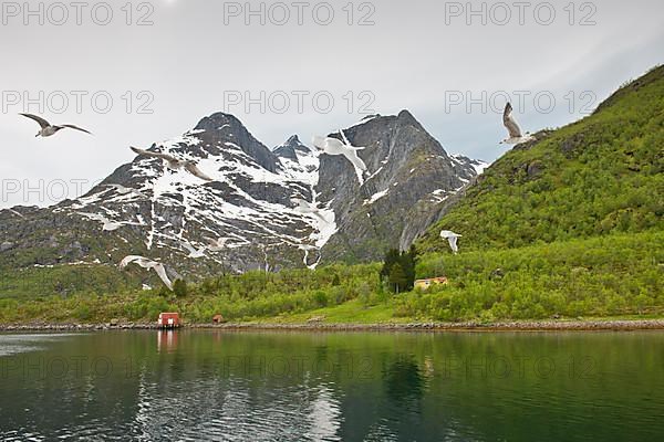 Fjord landscape