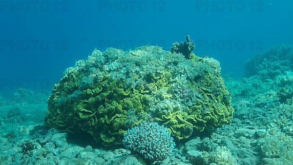 Once beautiful coral reef is overgrown with algae as a result of eutrophication