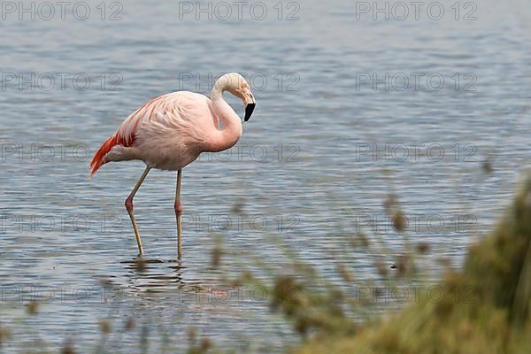Chile flamingo
