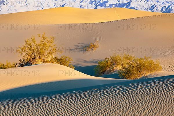 Morning light at the Mesquite Sand Dunes