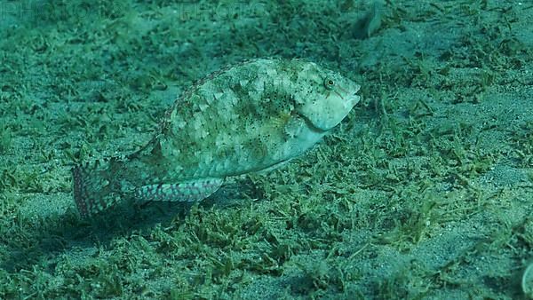 Close-up of Parrot fish grazes on sandy bottom covered with green seagrass. Viridescent Parrotfish