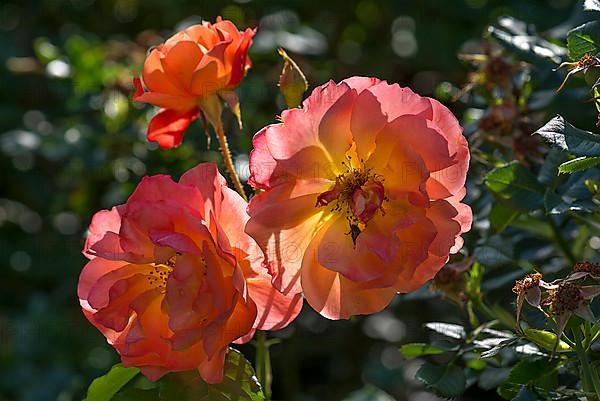 Rose blossoms