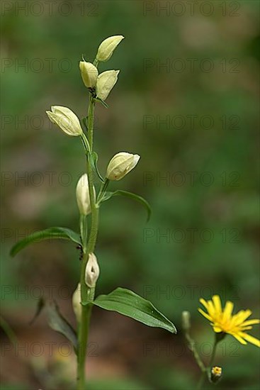 White helleborine