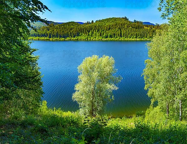 Trees on the bank of the Granetalsperre