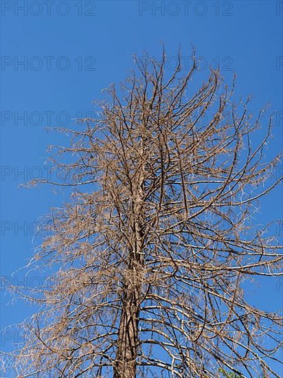 Dead tree