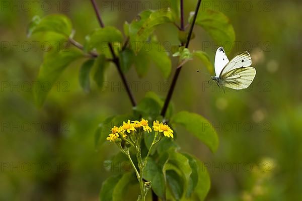 Cabbage butterfly